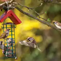 Многие птицы помогут вам уберечь территорию от комаров. Вы можете установить кормушки для птиц, чтобы привлечь их в свой сад
