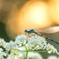 Стрекозы также являются прекрасными хищниками, сдерживающими популяцию комаров