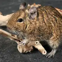 Дегу (octodon degus)