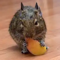 Основной корм для зверьков — сено хорошего качества и зерновая смесь специально для дегу