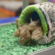 Половозрелыми дегу становятся в 6-7-месячном возрасте. Беременность у дегу около 3 месяцев