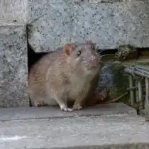 Домашние крысы (Rattus norvegicus)