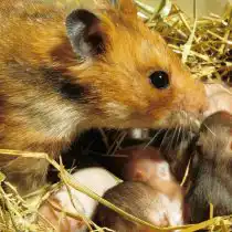 В помете хомячка от 6 до 12 детенышей. Рождаются хомячата голыми и слепыми