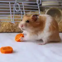 Хомячкам ежедневно необходимо давать свежие фрукты и овощи