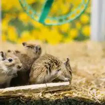 Монгольские песчанки (Meriones unguiculatus)