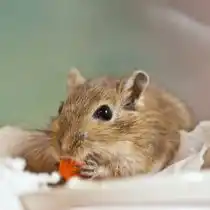 Основной корм — зерновая смесь для мышей, песчанок или хомячков, свежие фрукты и овощи