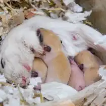 Беременность у монгольской песчанки — 25 дней, детеныши рождаются слепыми и голыми