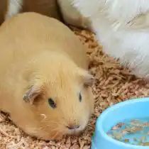 Морская свинка (Cavia porcellus)