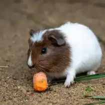 Свинкам ежедневно необходима зерновая смесь и свежие фрукты или овощи