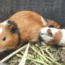 Беременность у свинок длится около 2 месяцев, в помете в среднем 2-5 малышей