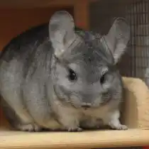 Шиншилла длиннохвостая (Chinchilla lanigera)