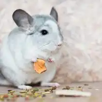 Кормят шиншилл специальной зерновой смесью, предназначенной для этого вида животных