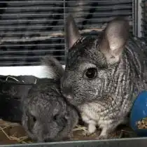 Половая зрелость наступает в 6-8 месяцев, беременность 115 дней, обычно самка рожает 2 детенышей