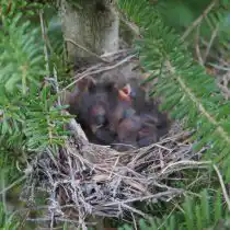 Хвойные деревья с густой хвоей задерживают ветер, служат укрытием в плохую погоду и обеспечивают защиту от хищников