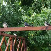 Птицы любят горизонтальные поверхности. Особенно удобными для их отдыха, являются рейки, перекладины и балки