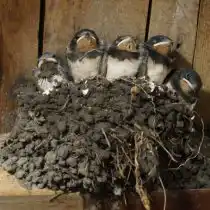 Благоприятная среда для птиц включает в себя: еду, укрытие и уютное место для выращивания потомства