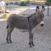 Карликовая порода