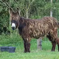 Пуатусская порода