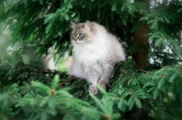 Невская маскарадная