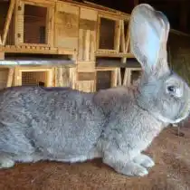 Кролик "Серый великан"