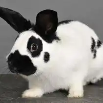 Порода "Бабочка"