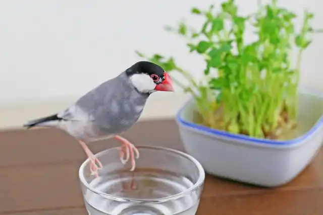 Серая рисовка (яванский воробей или рисовый воробей)