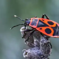 Красноклоп бескрылый, или клоп-солдатик (Pyrrhocoris Apterus)
