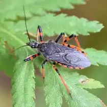 Хищнец кольчатый (Rhynocoris annulatus)