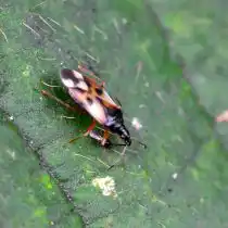 Хищник-крошка, или цветочный клоп (Anthocoridae)