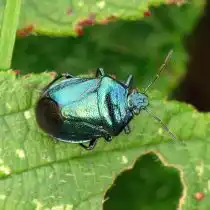 Голубой щитник (Zicrona Caerulea)