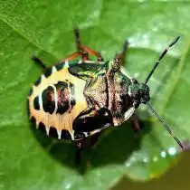 Бледно-жёлтый щитник (Troilus Luridus)