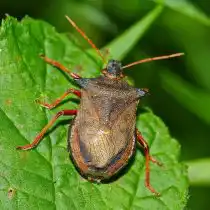 Пикомерус, или двузубчатый щитник (Picromerus Bidens)