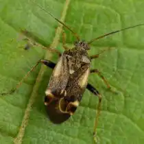 Свекловичный клоп-слепняк (Polymerus cognatus)
