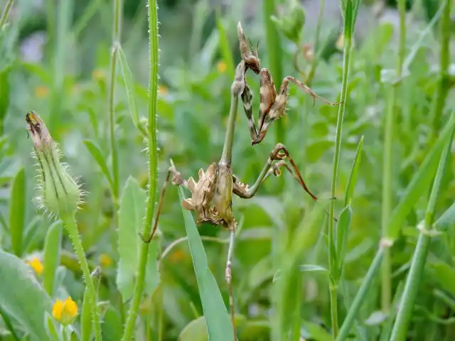 Эмпуза полосатая (Empusa fasciata)
