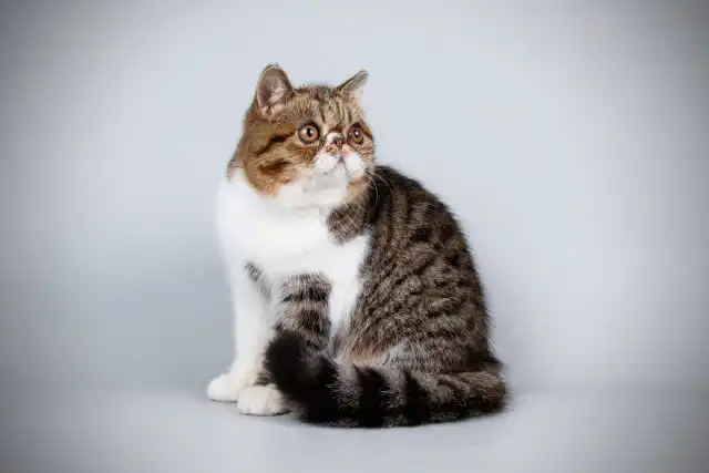 Экзотическая короткошерстная кошка