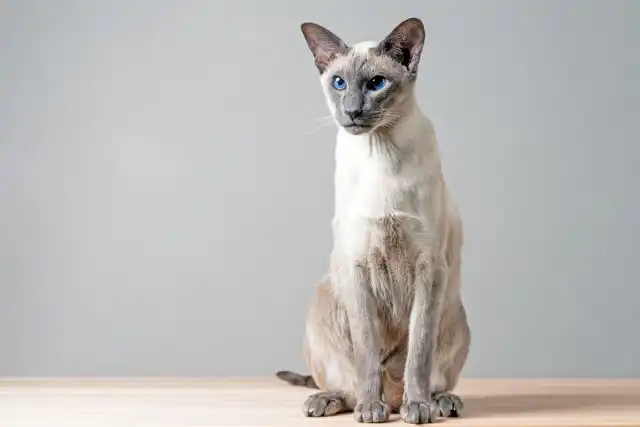 Ориентальная, или восточная короткошерстная кошка