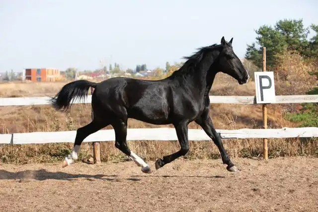 В орловской рысистой породе генетически закреплена способность к резвой рыси