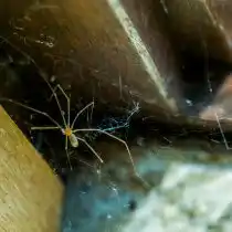 Паук-сенокосец (Pholcidae)