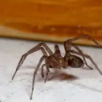 Домовый, или чердачный паук (Tegenaria domestica)