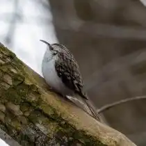 Пищуха (Certhia familiaris)