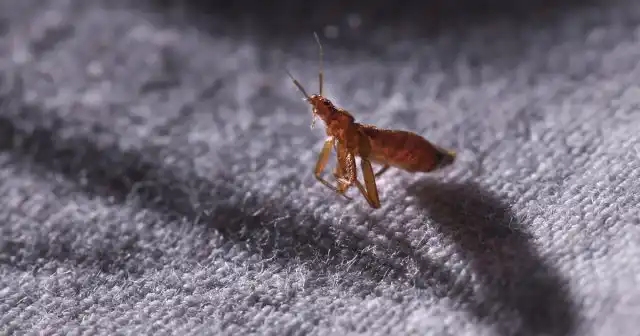 В давние времена клопы, действительно, были настоящим бичом человеческого жилья. Но сейчас, действуя системно и используя качественные средства, можно справиться с этой напастью в достаточно сжатые сроки