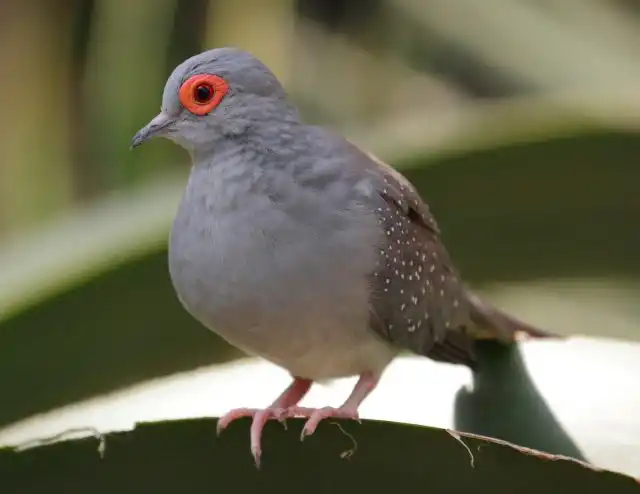 Бриллиантовая, или алмазная горлица (Geopelia cuneata)