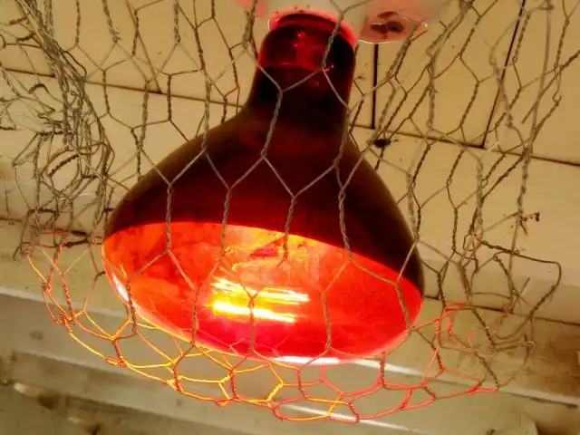 Для обогрева курятника зимой используется инфракрасная лампа