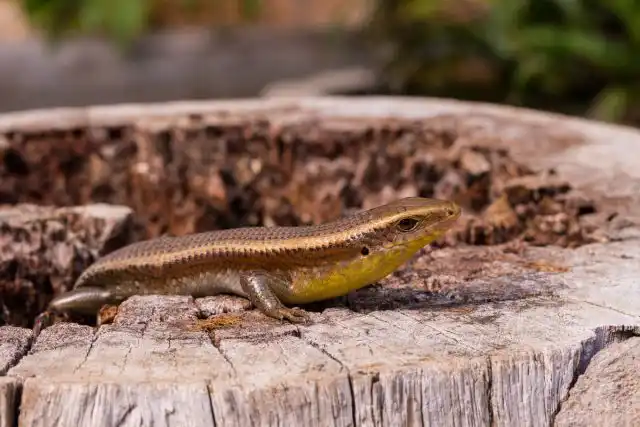 В более тёплых местностях ящерицы зимуют под слоем листового опада, под пнями, под кучами веток или дров