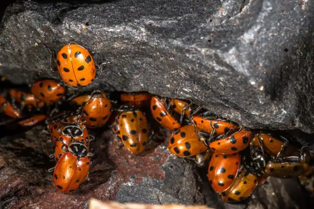 Зимуют божьи коровки часто большими скоплениями