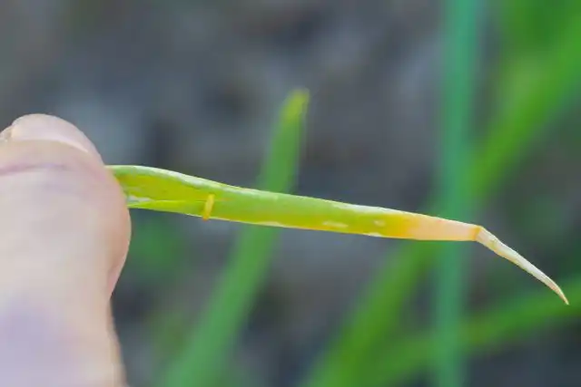 Личинка луковой мухи (Delia antiqua)