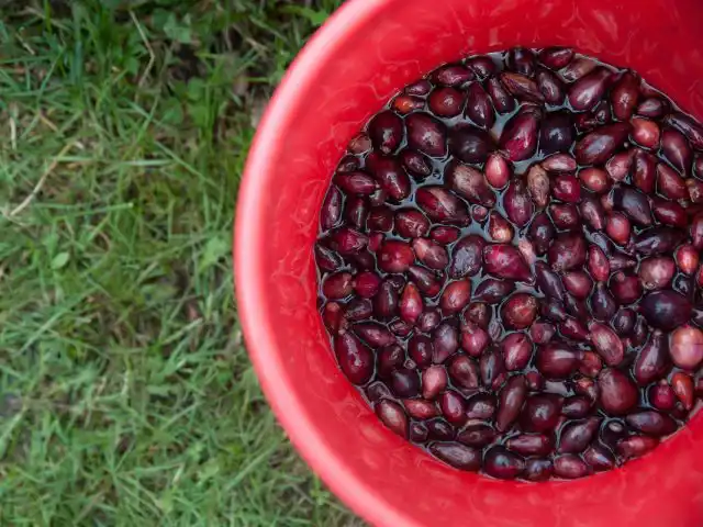 Раствор перманганата калия (марганцовки) применяют для обеззараживания луковиц для посадки