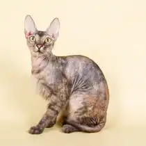 Кошка Украинский левкой