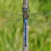 Дозорщик-император