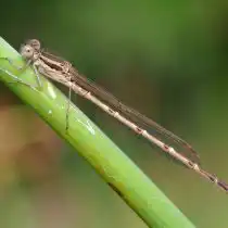 Лютка рыжая